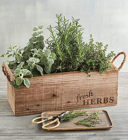 Herb Garden in Wooden Box